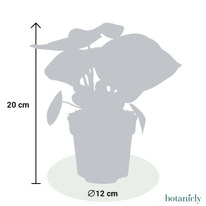 Zaki der Zwergpfeffer-FALSE-Botanicly