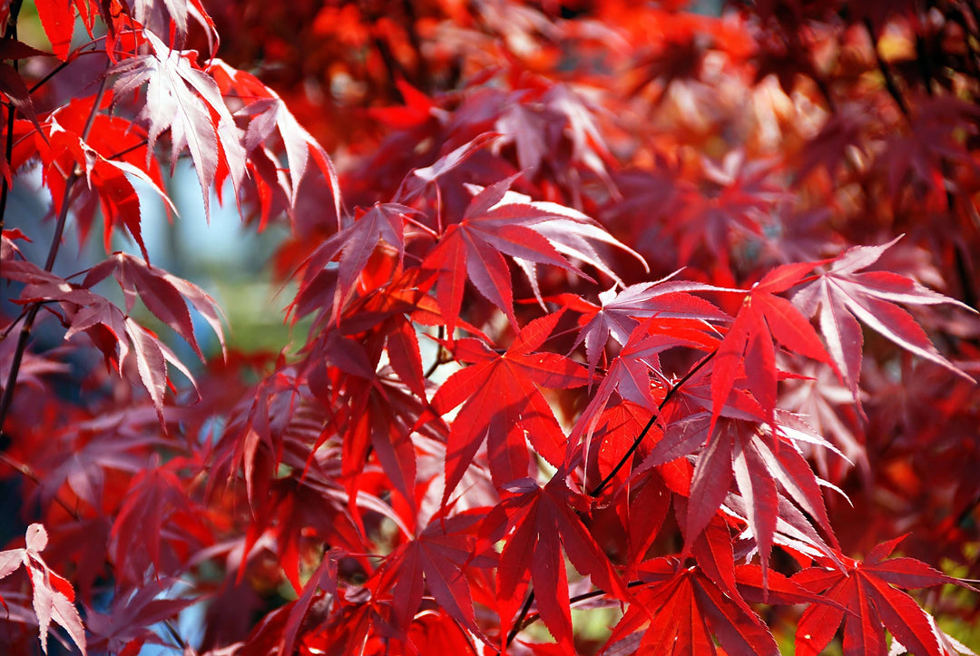 b87001p acer palmatum japanischer facherahorn kaufen Foto-3