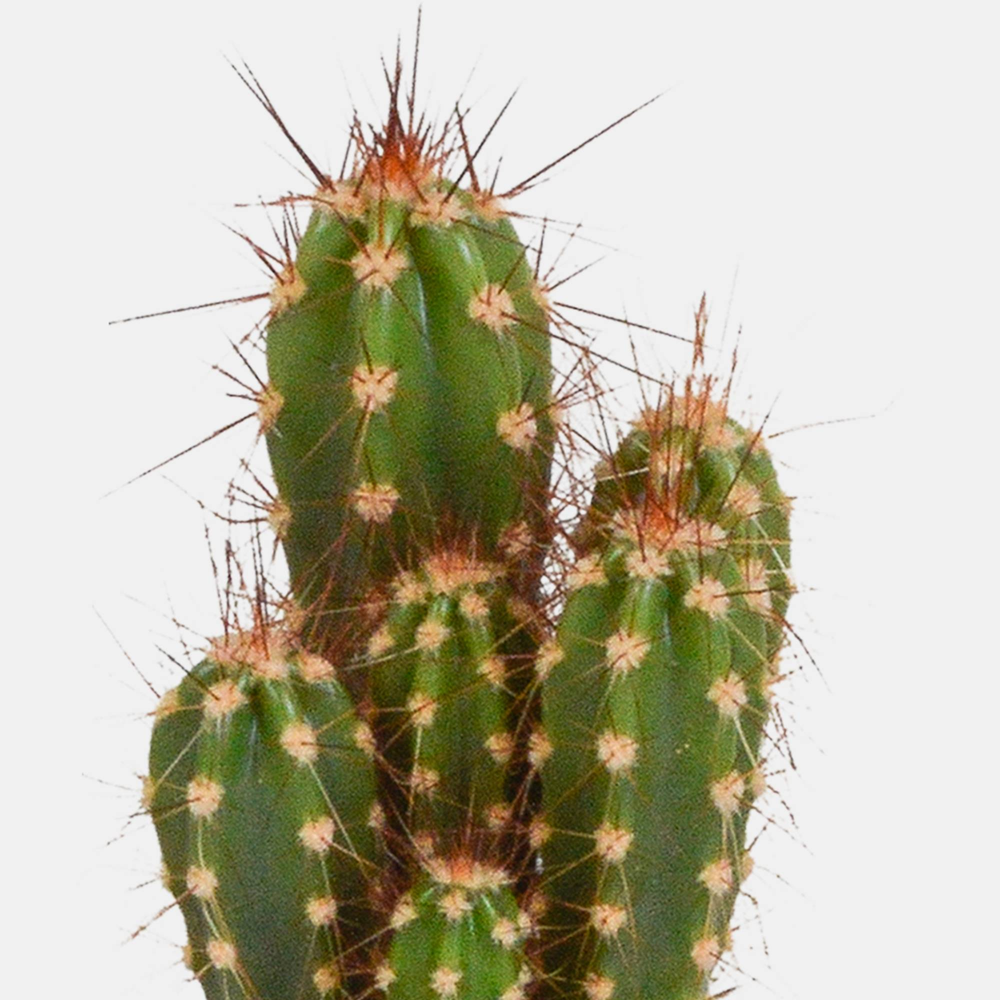 Sukkulenter Kaktus ECHINO H27 künstlich schöne Qualität VEGETAL SHOP