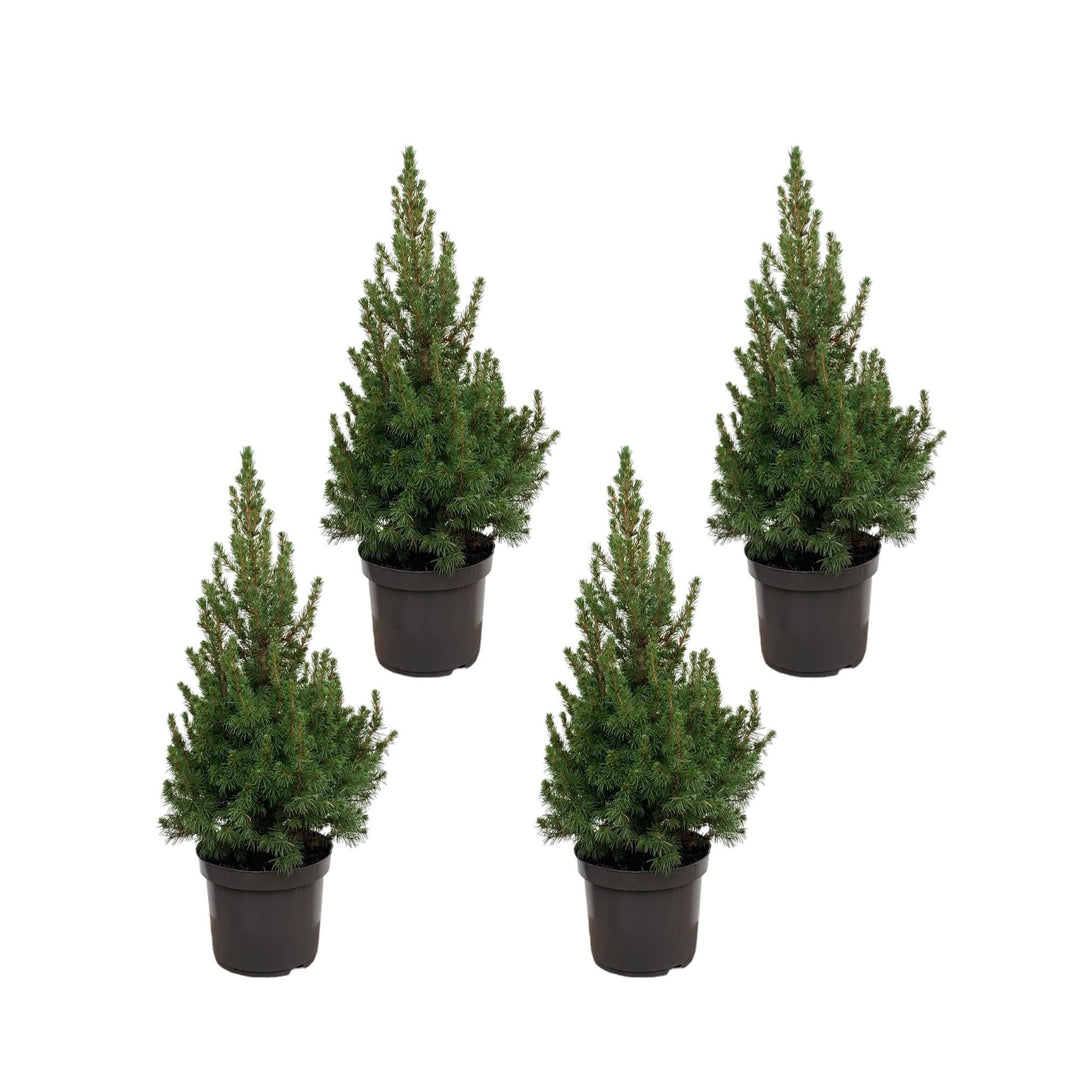 Kerstboom pakket - 4x Picea - 60 cm