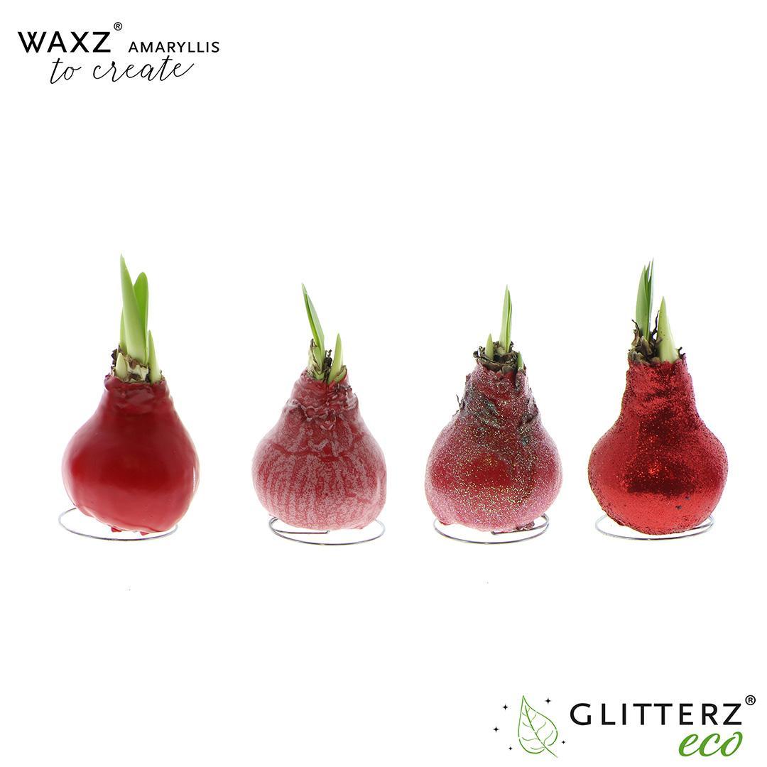 Amaryllis Waxz To Create Red - 4 Stücke - Ø7 cm - ↕15 cm