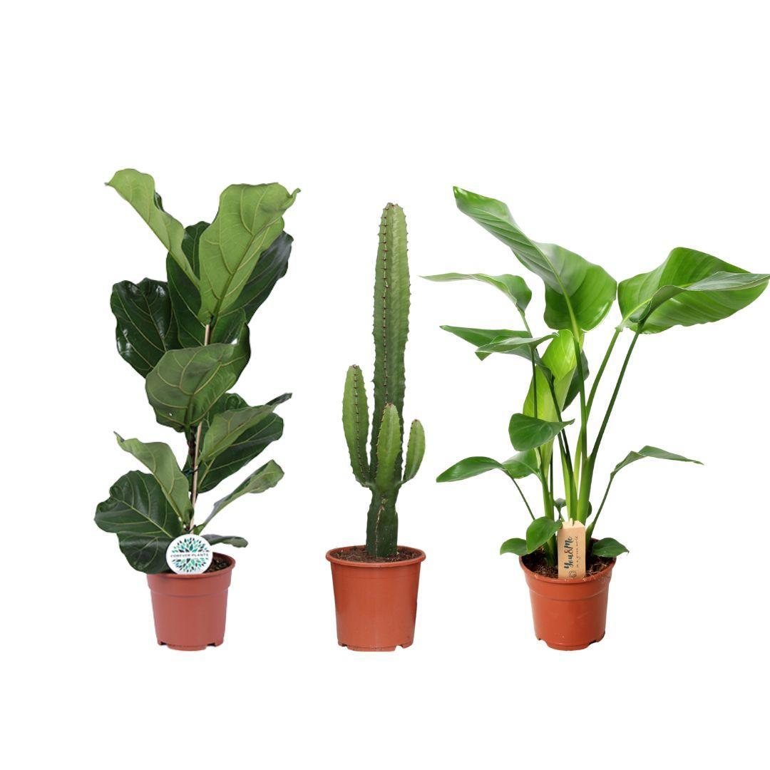 Zonnige planten mix - 3 stuks - Ø17cm - ↕50/75cm