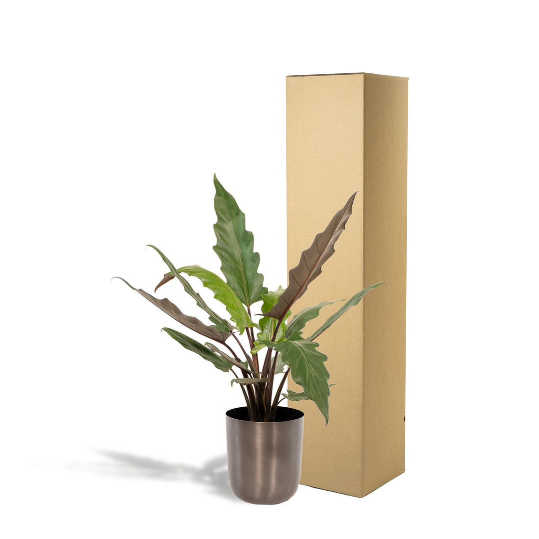 Alocasia Lauterbachiana + Pot Mayk Lead - ↨80cm - Ø19cm