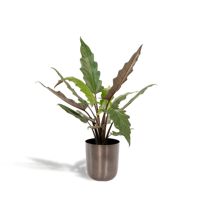 Alocasia Lauterbachiana + Pot Mayk Lead - ↨80cm - Ø19cm