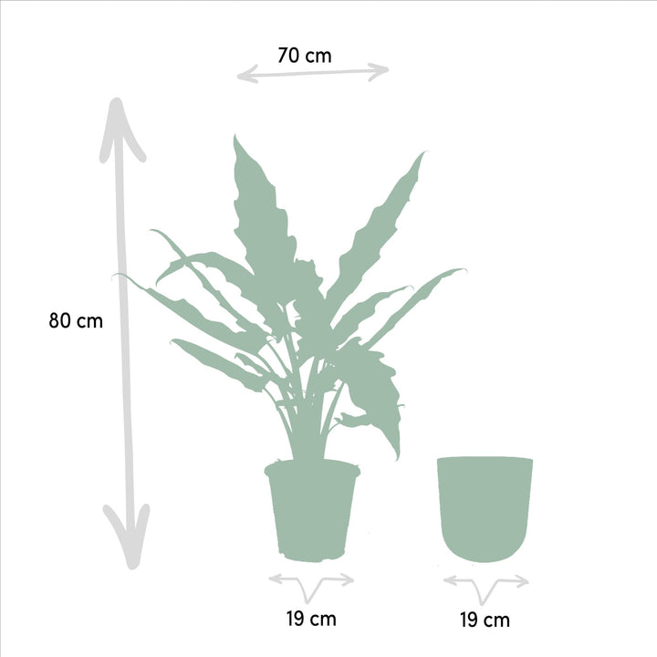 Alocasia Lauterbachiana + Pot Mayk Lead - ↨80cm - Ø19cm