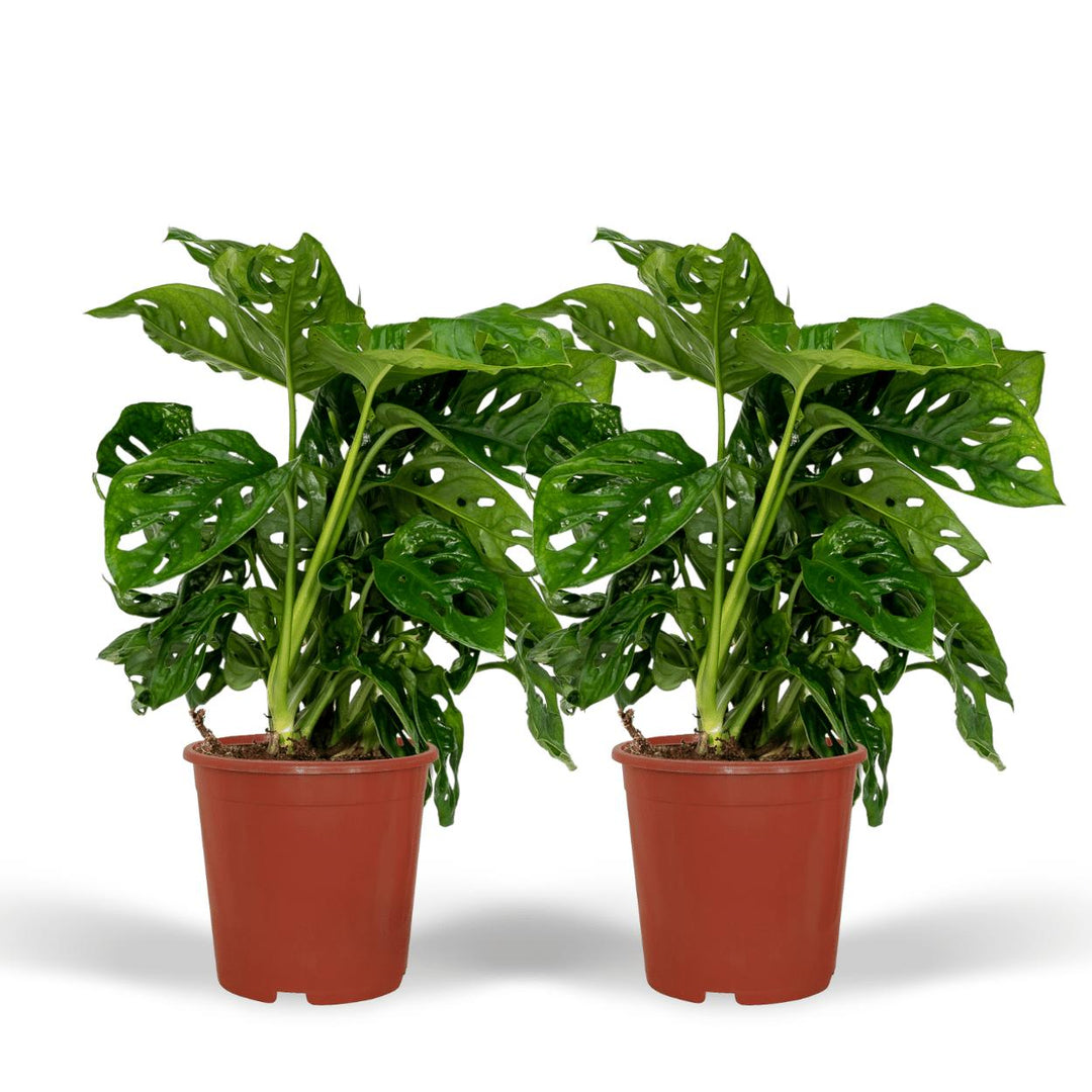 2x Monstera Monkey Leaf - Lochpflanze - 30cm - ø12