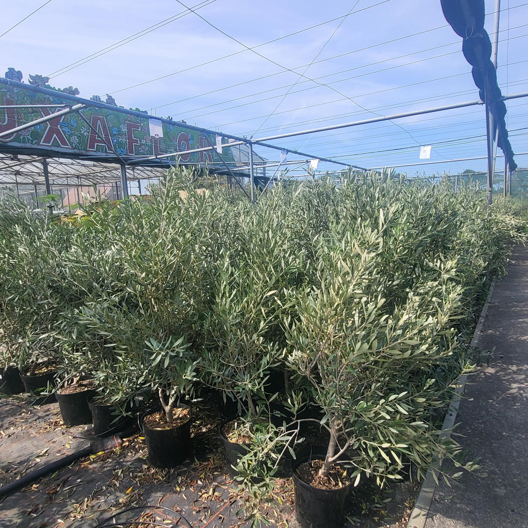 Olea-europaea 7.5 liter (Hoogte 110 cm), Olijf struik