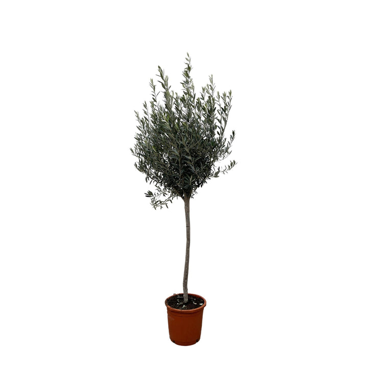 Olea Europaea op stam - 180cm- Ø30