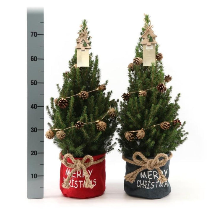 Kleine Kerstboom in Xmas Bag rood + Sterverlichting inclusief batterijen  - ca. 70 cm hoogte - Picea glauca Conica