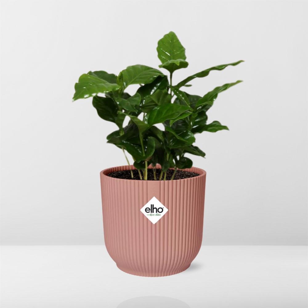 Coffea Arabica in ELHO Vibes Fold 14cm roze