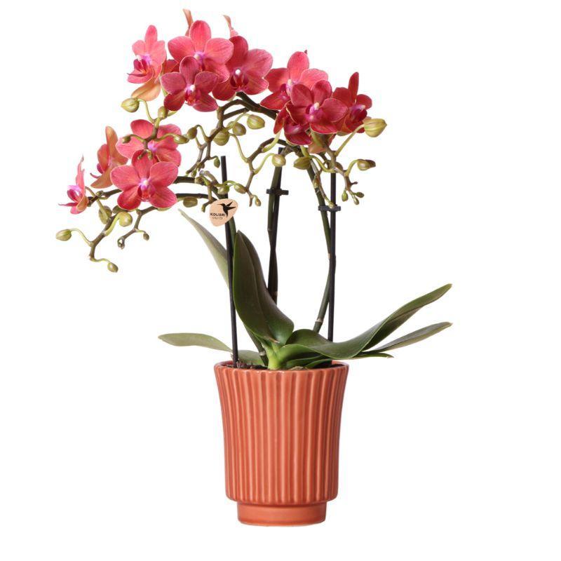 Rode Phalaenopsis orchidee – Congo + Retro sierpot terracotta– potmaat Ø9cm – 40cm hoog | bloeiende kamerplant in bloempot - vers van de kweker