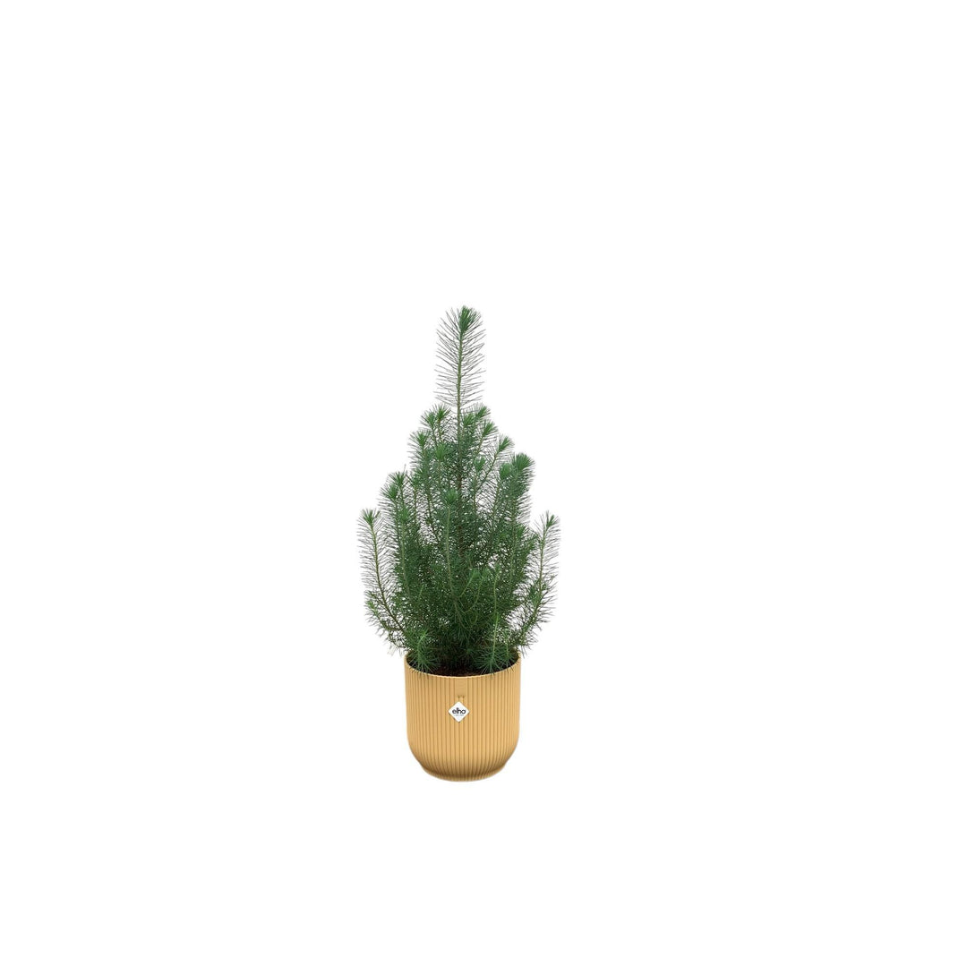 Combi deal - Pinus Pinea inclusief elho Vibes Fold Round geel Ø18 - 50 cm