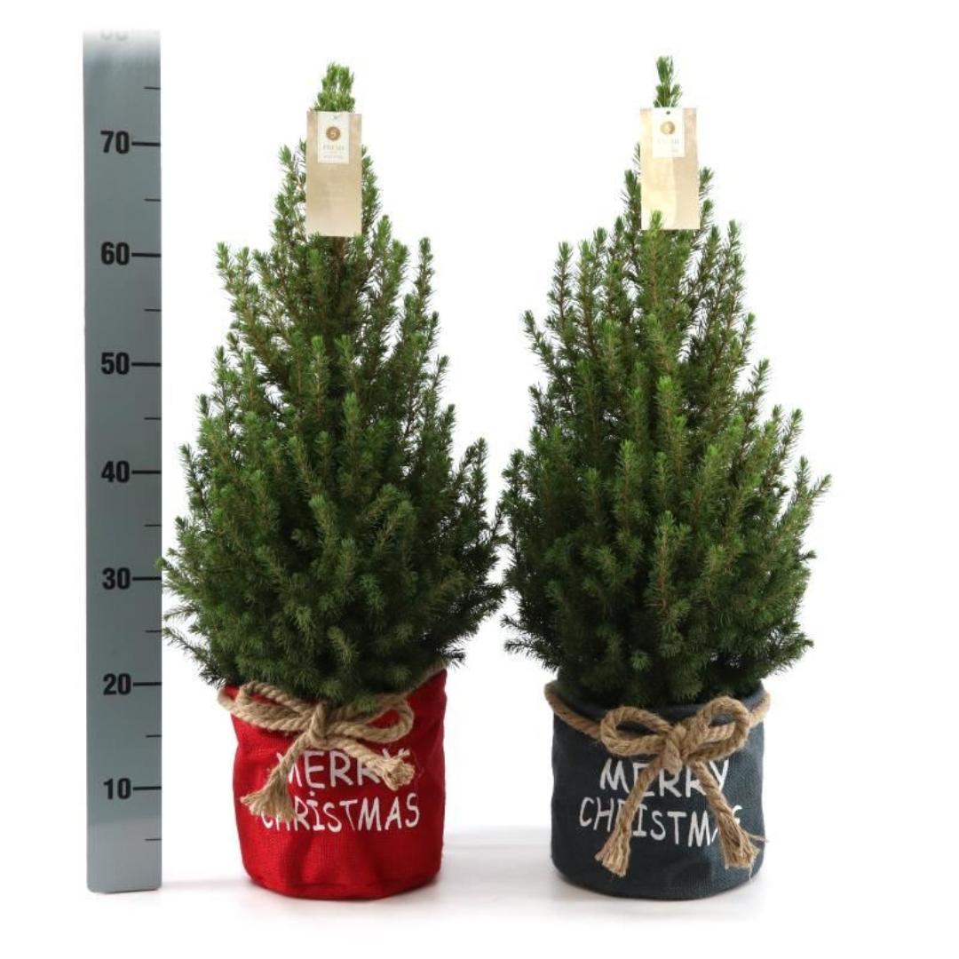 Kleine Kerstboom in Xmas Bag blauw - ca. 70 cm hoogte - Picea glauca Conica