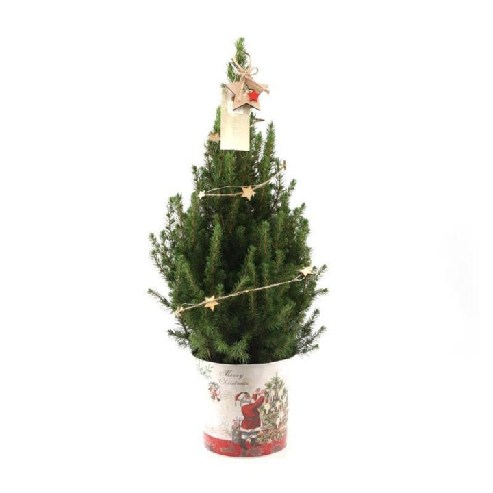 Kleine Kerstboom in Kerstmis sierpot + Sterverlichting inclusief batterijen - ca. 70 cm hoogte - Picea glauca Conica