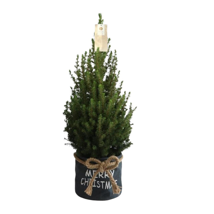 Kleine Kerstboom in Xmas Bag blauw - ca. 70 cm hoogte - Picea glauca Conica