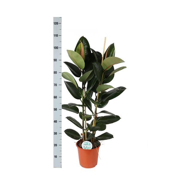 Ficus Elastica Robusta Ø24cm - ↕110cm in Era WIT pot