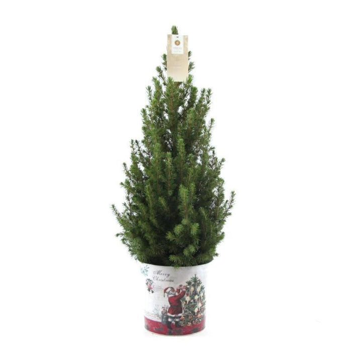 Kleine Kerstboom in Kerstmis sierpot - ca. 70 cm hoogte - Picea glauca Conica