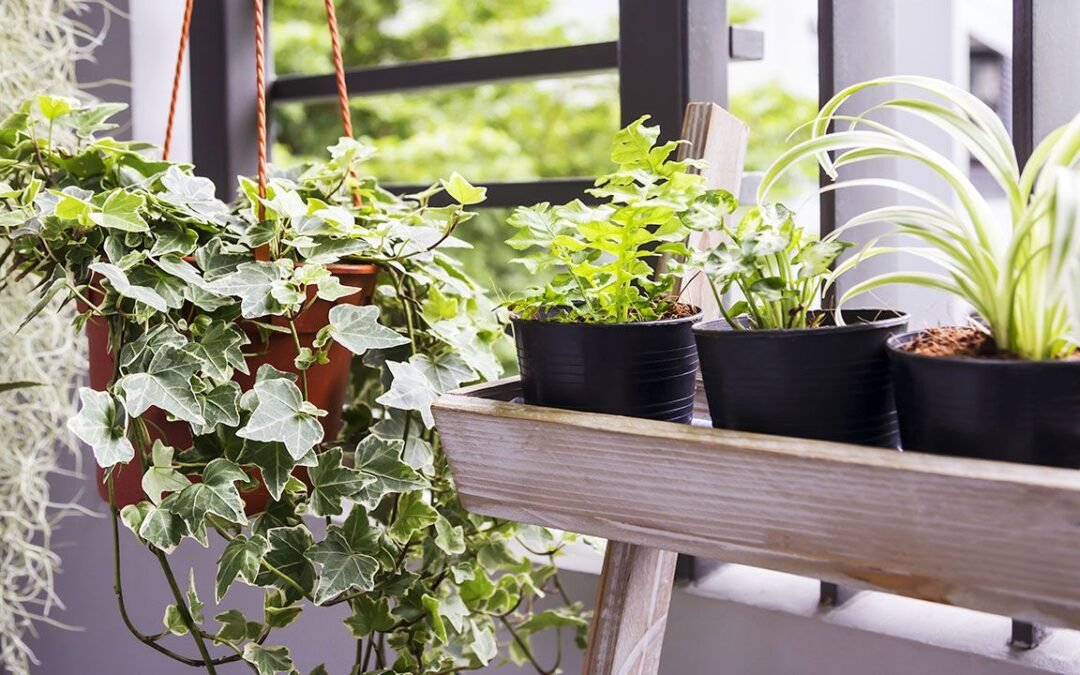 Ideas de plantas ahorradoras de espacio para tu hogar pequeño