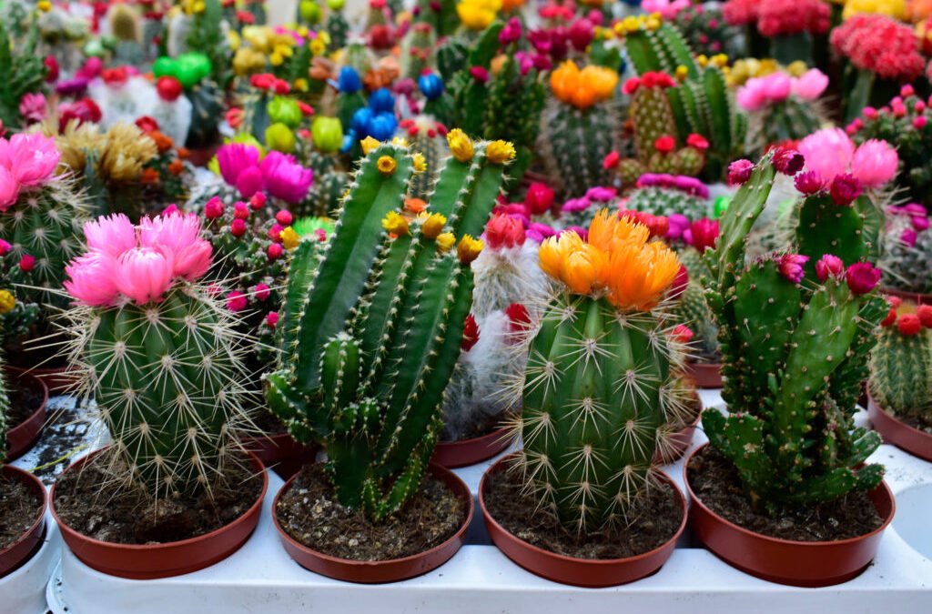 “Consejos de cuidado para tus cactus: ¡Manténlos sanos y felices!”