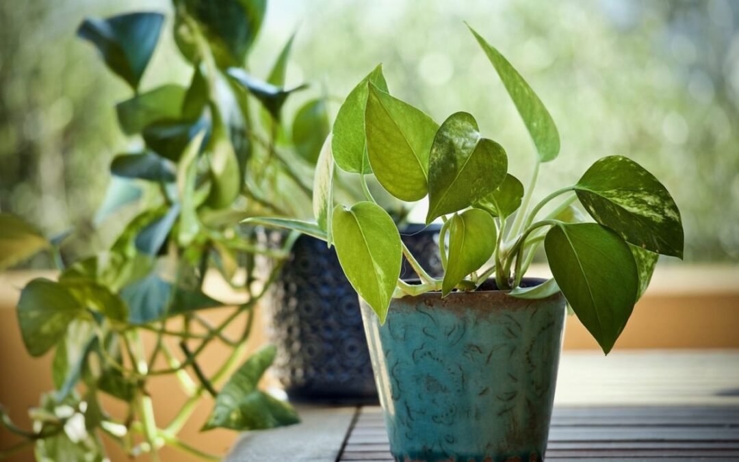 Consejos de cuidado para Epipremnum: ¡Mantén tu planta en su mejor estado!