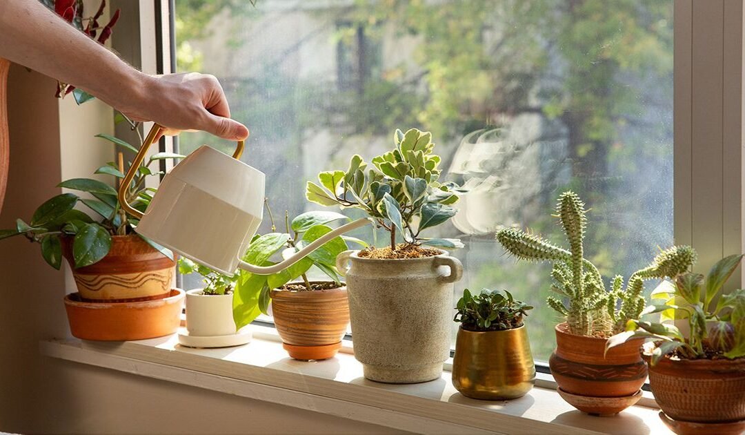 “Descubre qué planta es: Guía para identificar plantas de interior”