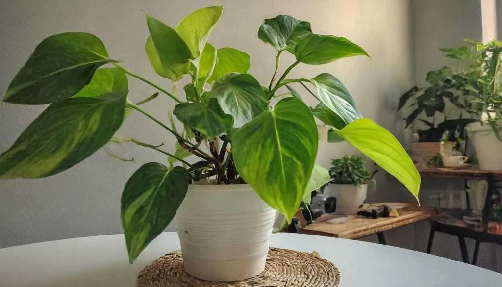 “La guía básica para el cuidado de plantas de interior”