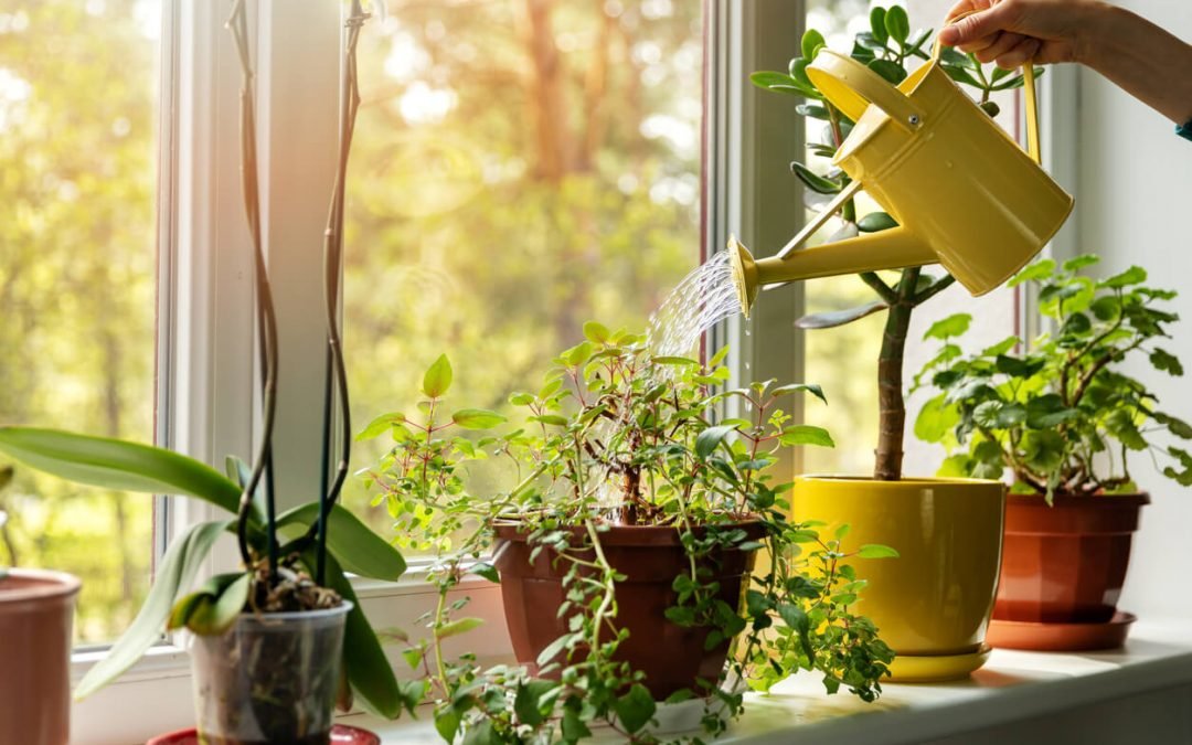 “Consejos para regar plantas de interior correctamente: guía completa”