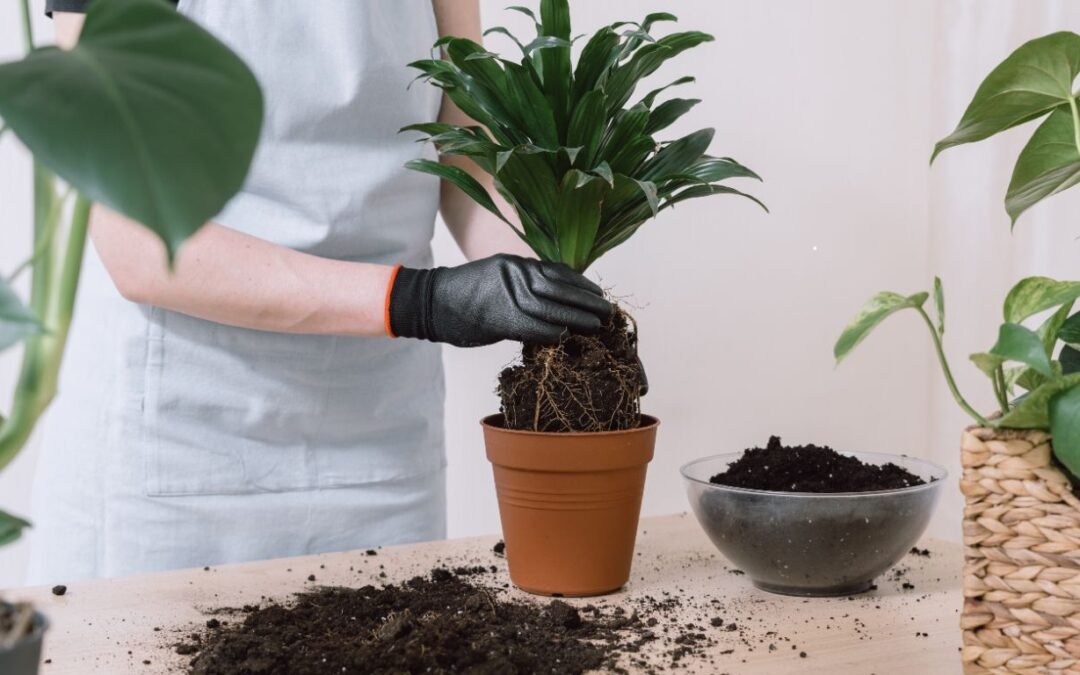 “Guía divertida y sencilla para trasplantar plantas de interior”