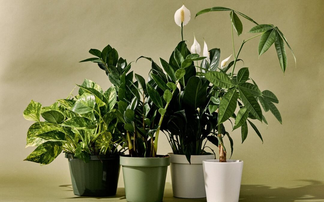 “10 plantas de interior especiales para lugares con poca luz”