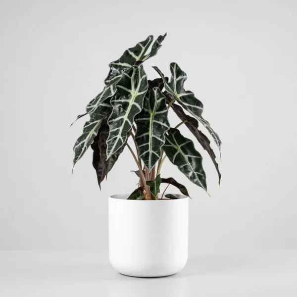 Alocasia Polly (verde brillante con bordes ondulados)