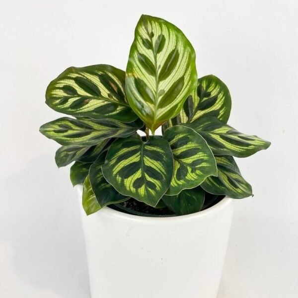 Calathea Makoyana (Planta Pavo Real)