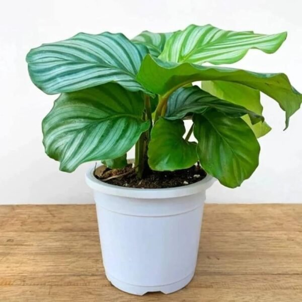 Calathea Orbifolia