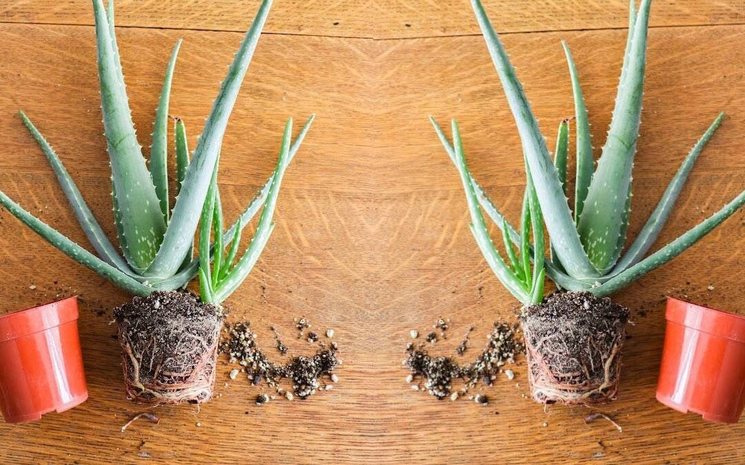 Transplante de Aloe Vera: sencillos pasos para hacerlo correctamente