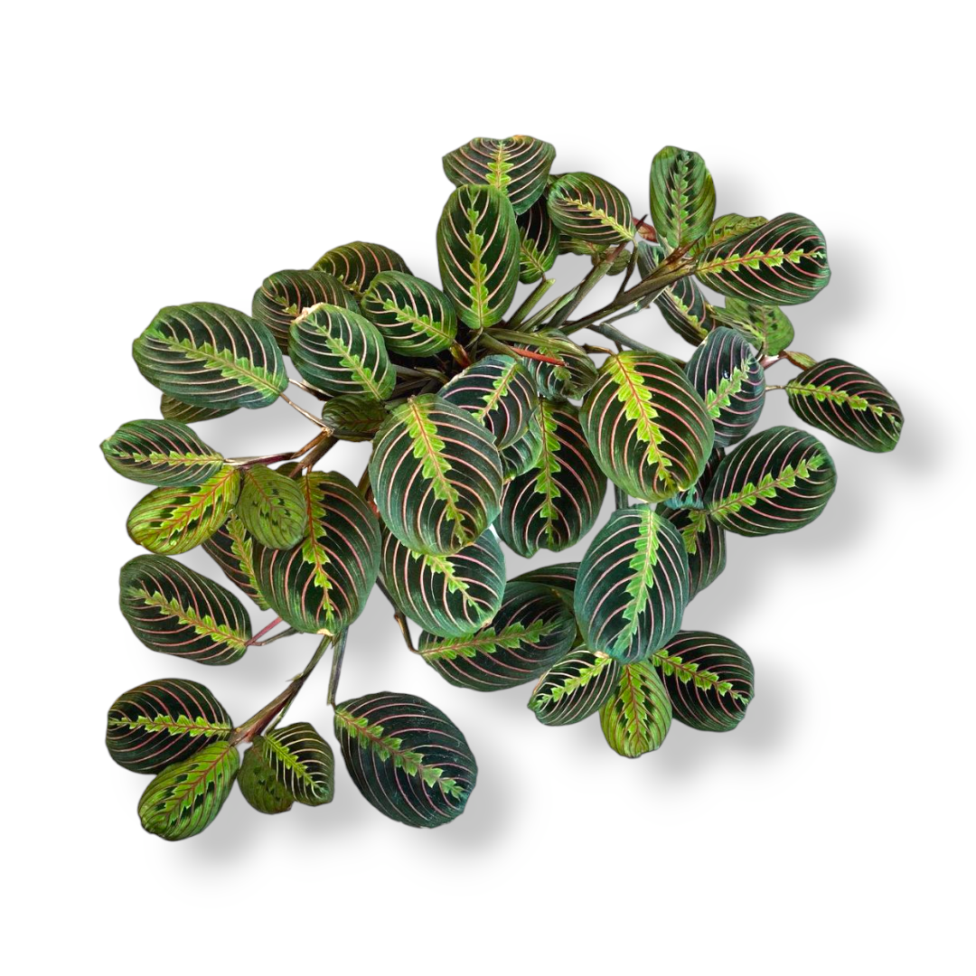 Maranta Leuconeura ‘Fascinator’