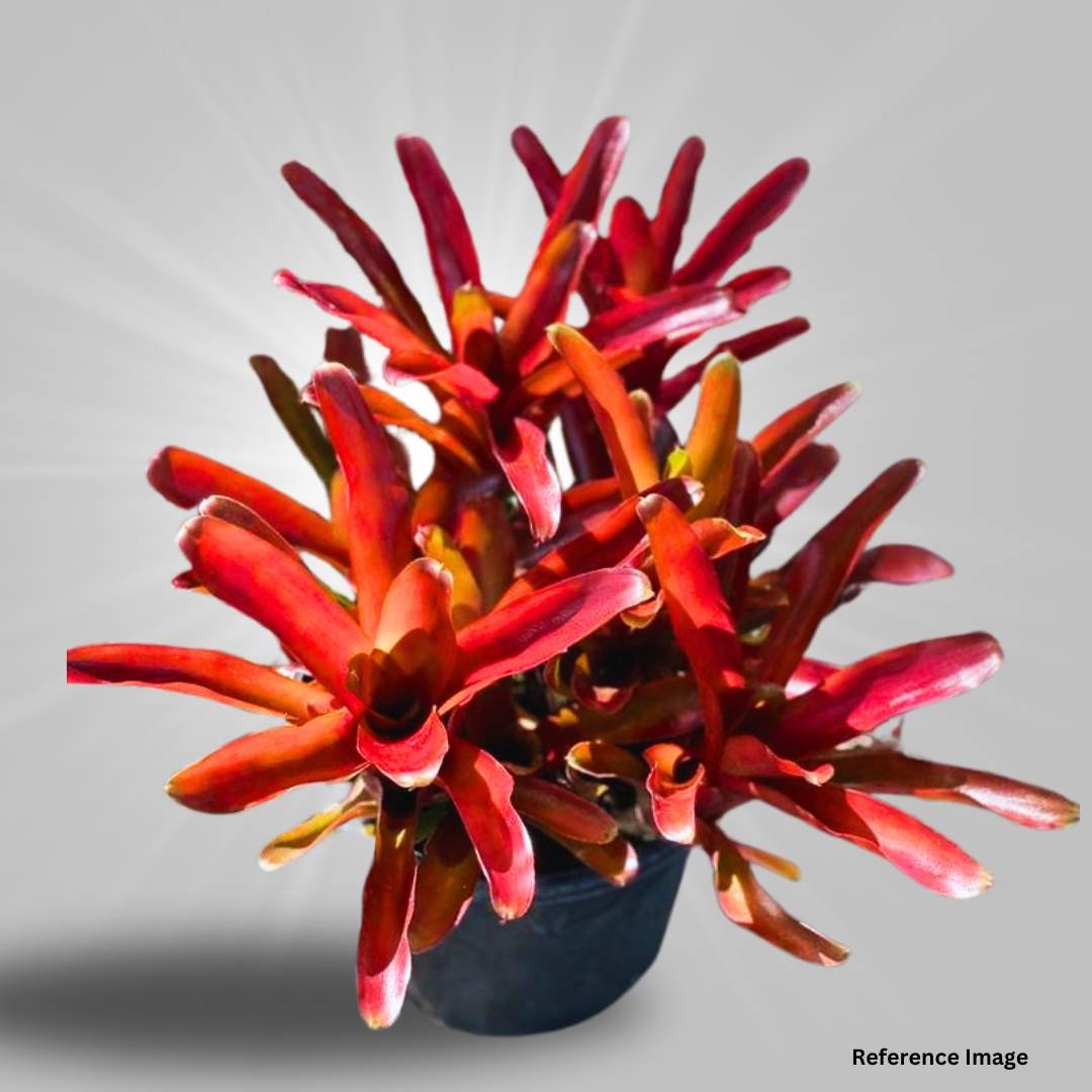 Bromelia - Neoregelia