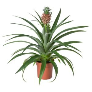 Plantas de piña