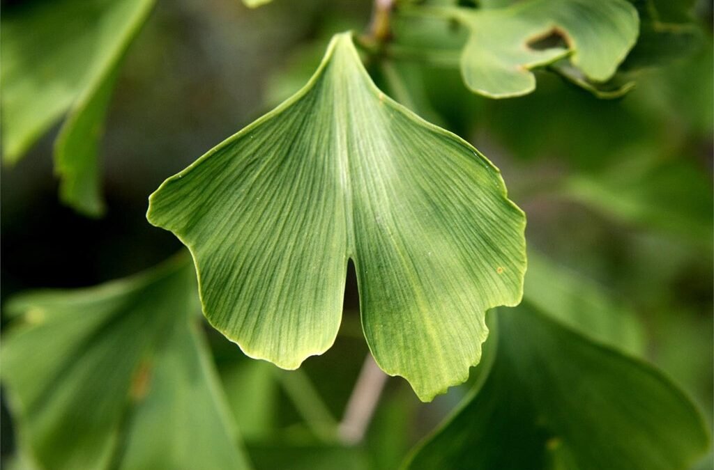 Guía completa para el cuidado del árbol de ginkgo: ubicación, riego y cuidados durante el invierno