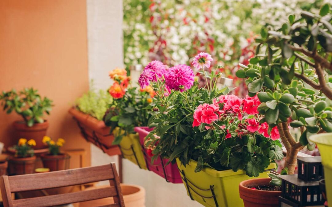 Guía completa para cultivar 4 encantadoras flores en tu balcón con exposición soleada