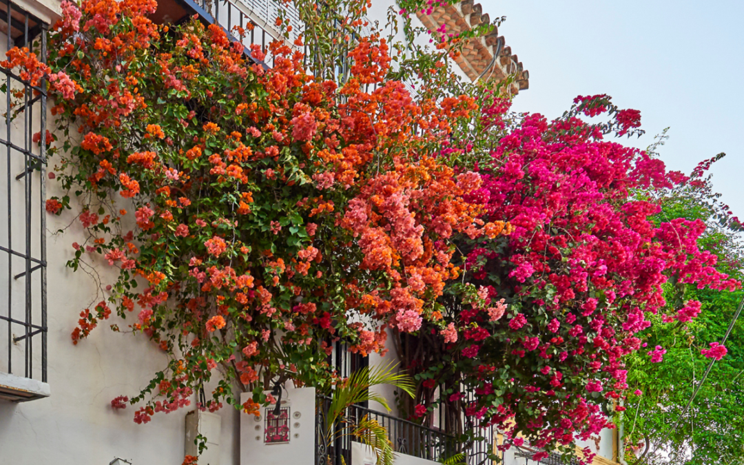 “Plantas de balcón resistentes al invierno: Estas flores te acompañarán durante años”