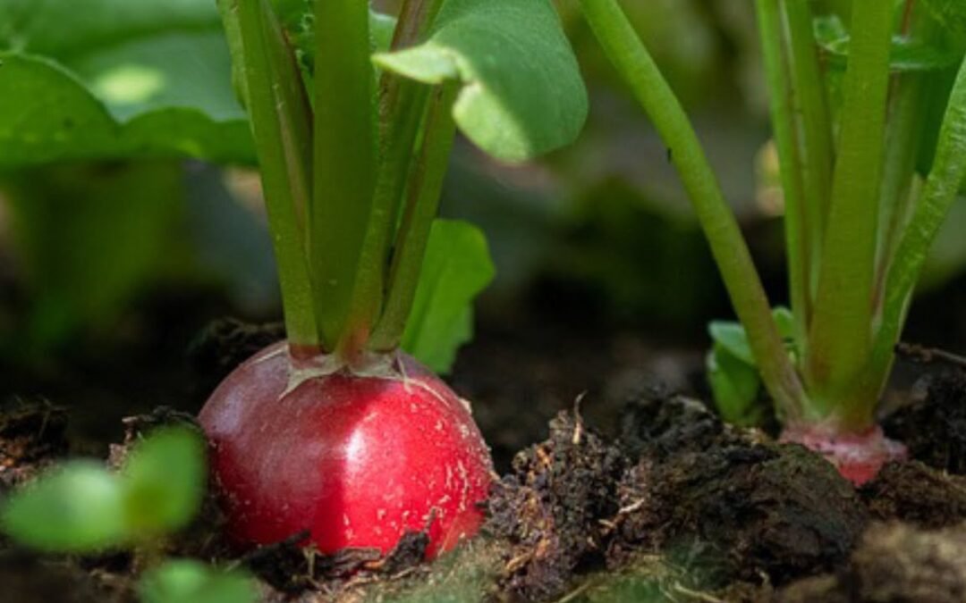 “Guía completa para plantar rábanos: cuándo, cómo y dónde para convertirte en un experto”