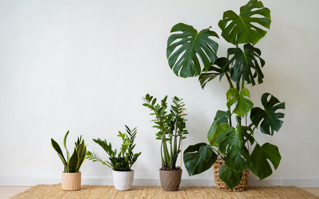 “Descubre 5 plantas de interior fáciles de cuidar para tu hogar”