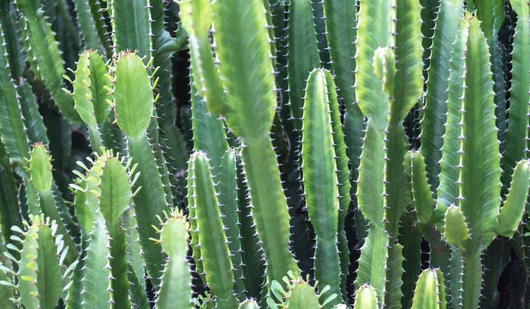 “Guía básica para el cuidado del cactus del oeste: Kaktus Wolfsmilch”