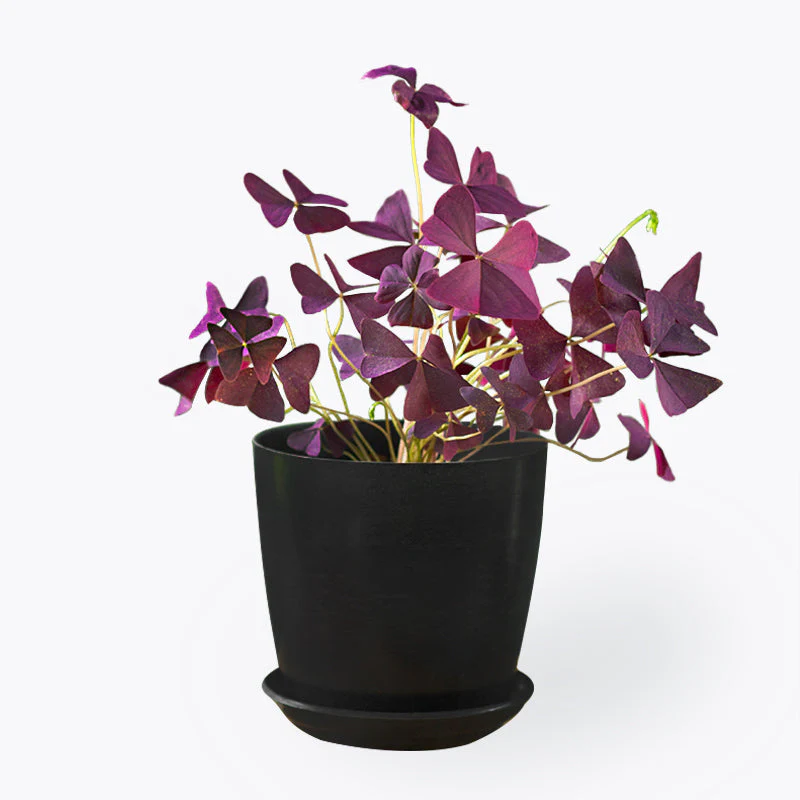Basic Guide to Oxalis Triangularis Care Basic Guide to Oxalis Triangularis Care
