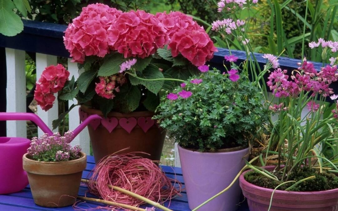 “Plantas para el balcón a la sombra: 4 hermosas opciones y sus cuidados”