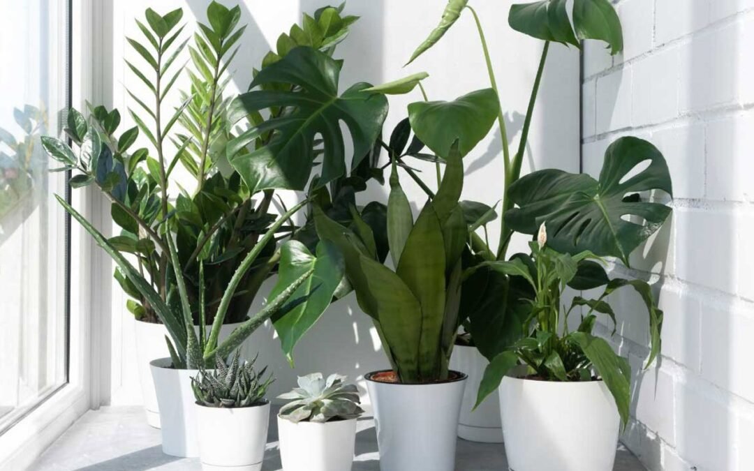 “10 plantas de oficina purificadoras de aire: consejos de expertos para plantas que te ayudan a respirar mejor”