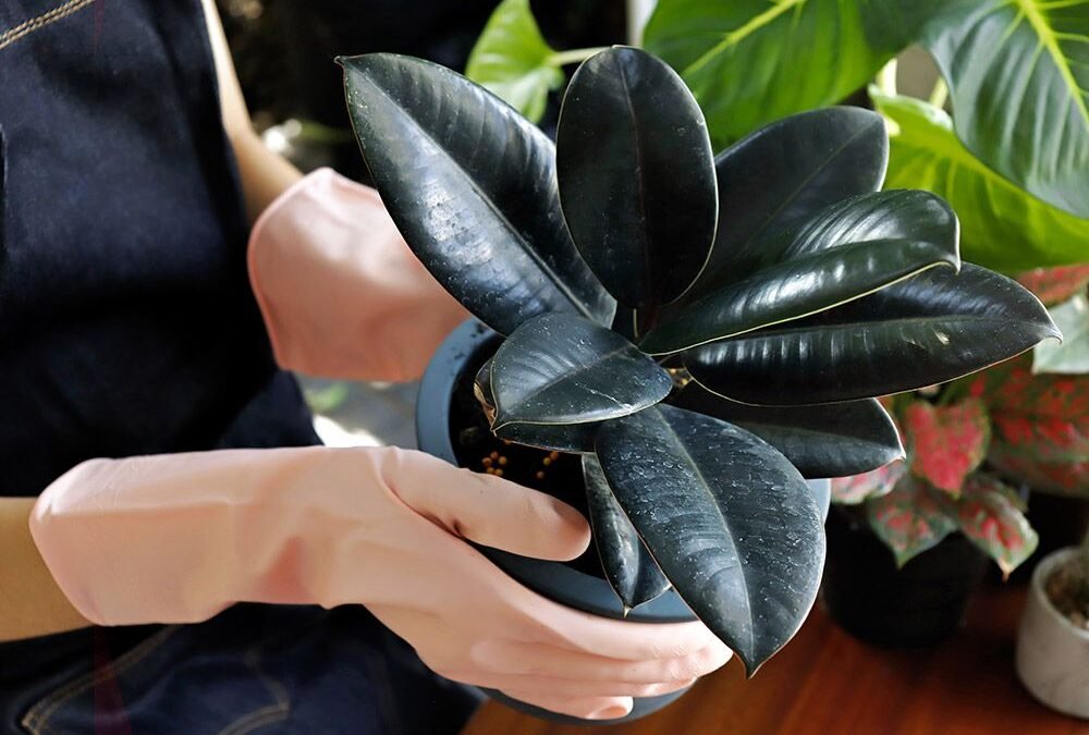“Guía completa para el cuidado y propagación del árbol de caucho, un clásico entre las plantas de interior”