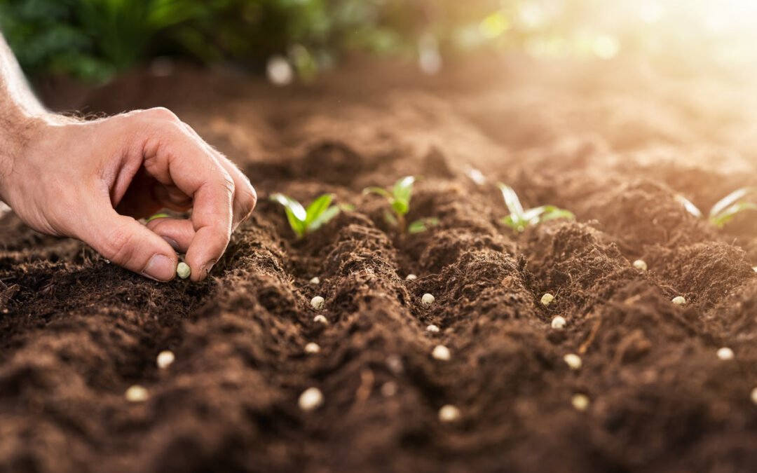 “De la siembra a la germinación: el proceso de creación de nuevas plantas a partir de semillas”